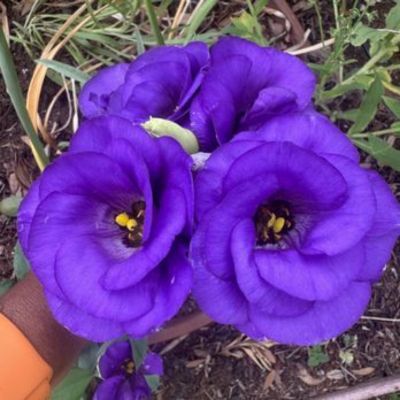 Flourish Garden Solutions
